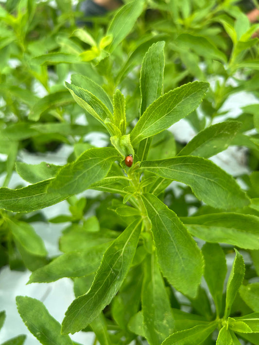 Stevia: The Natural Sweetener Powering Our Magical Turmeric Tea