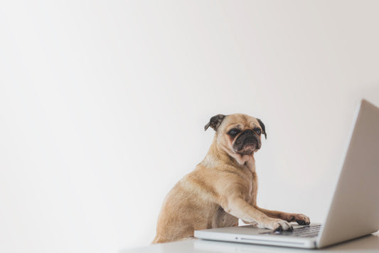 Can Pets Have Turmeric? The Surprising Benefits of This Golden Superfood for Dogs and Cats