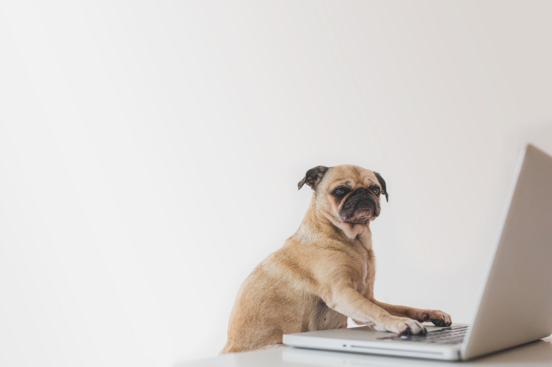 Can Pets Have Turmeric? The Surprising Benefits of This Golden Superfood for Dogs and Cats